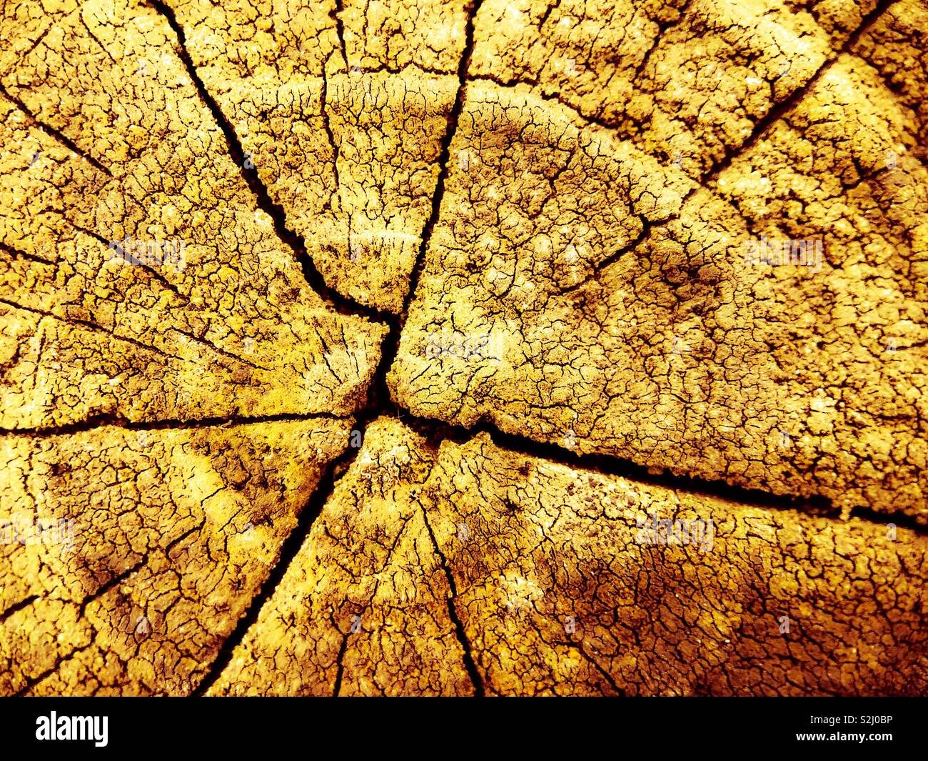 Ceppo di albero da sopra. - Immagine stock catturata con smartphone