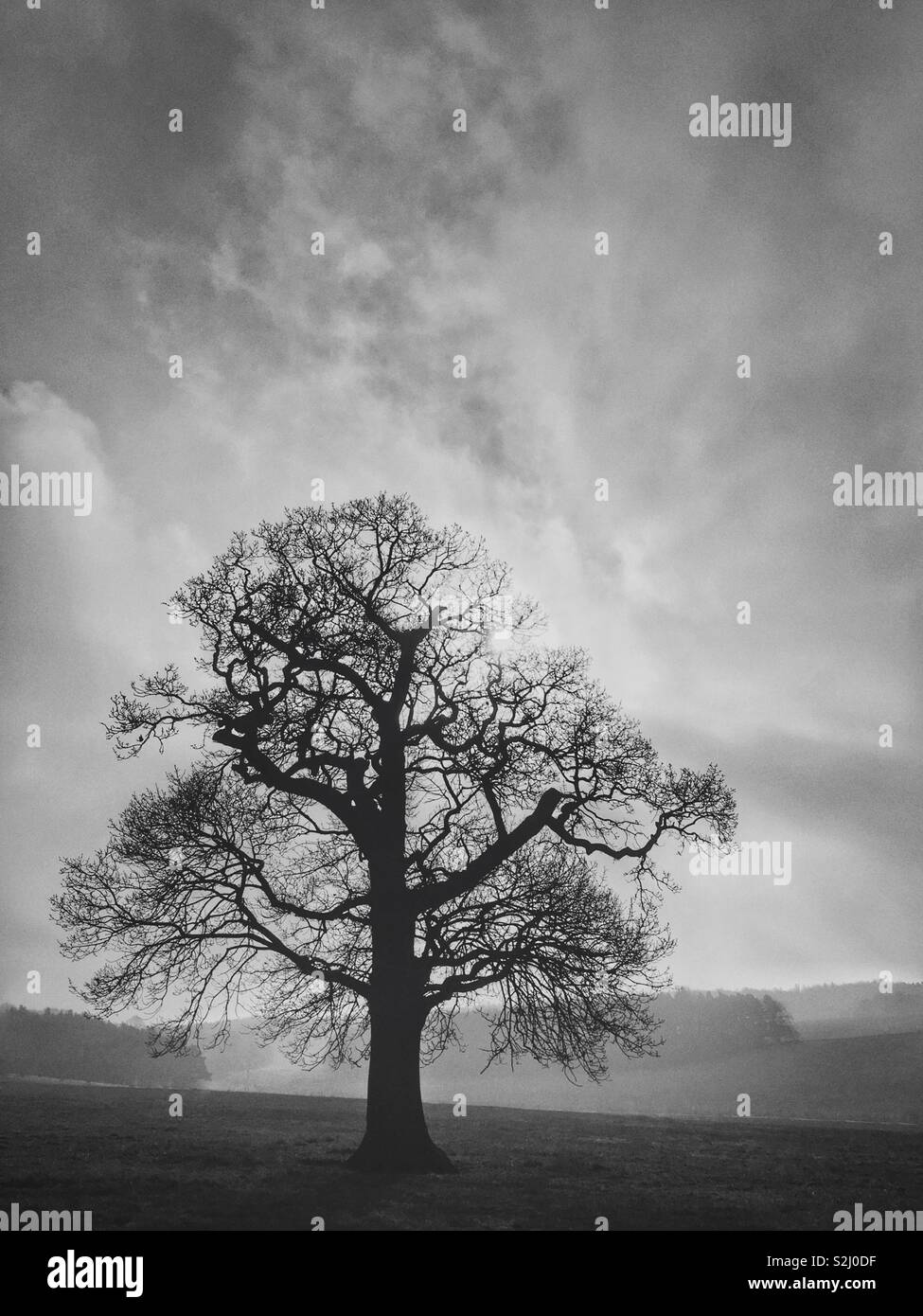 Albero solitario in una nebbiosa mattina di inverno Foto Stock