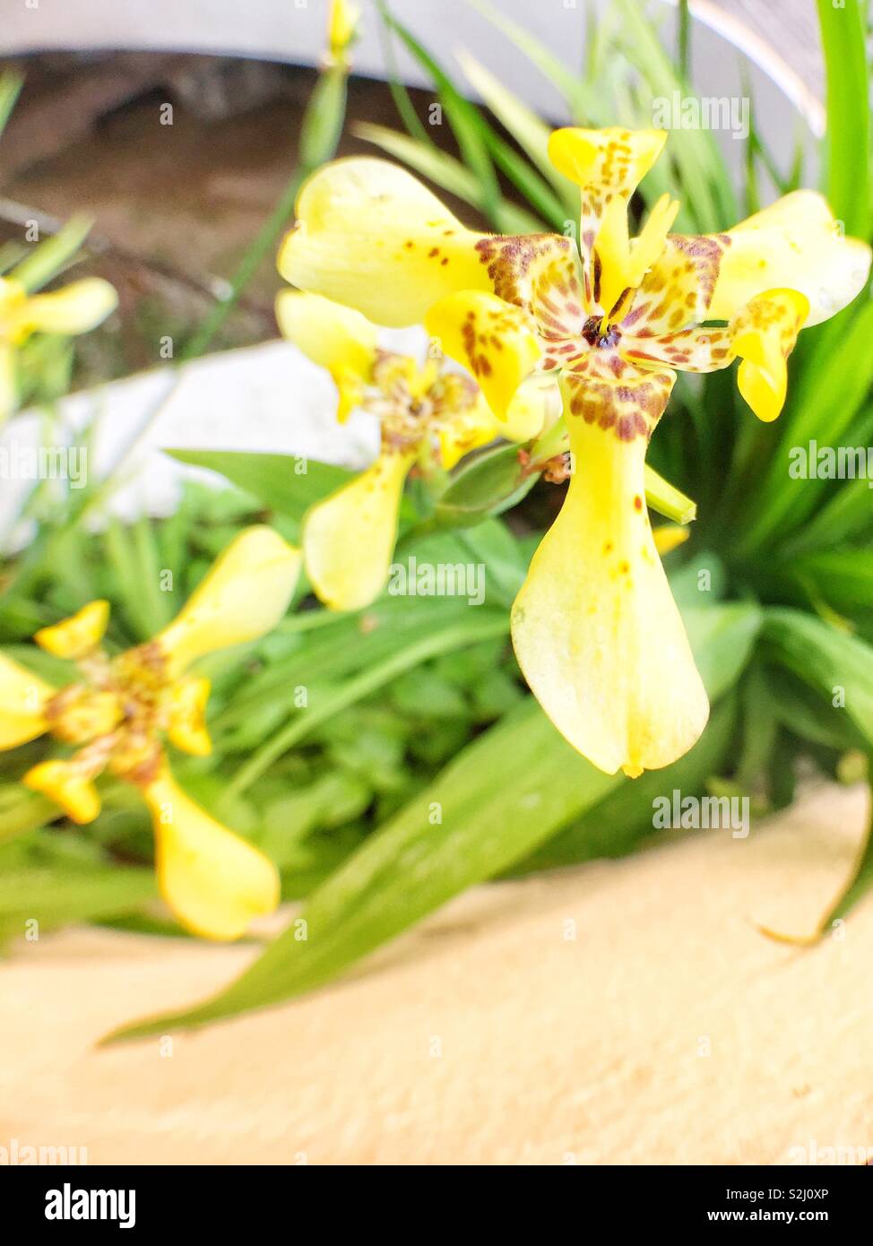 Un orchidea gialla fiore. Foto Stock