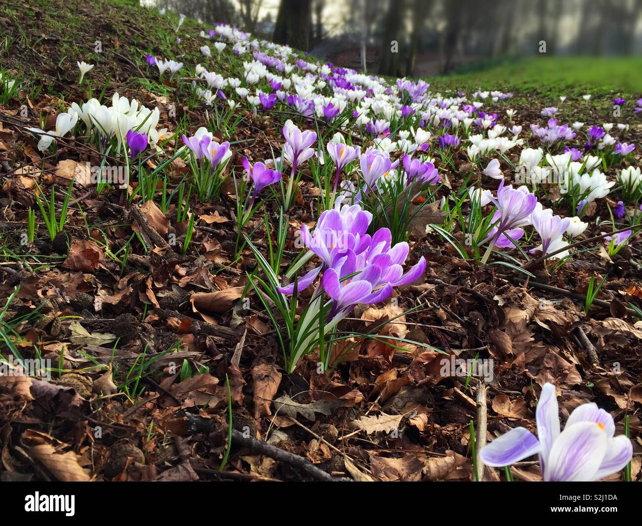 Fiori di Primavera blooming prematuramente e all'inizio di quest'anno - Immagine stock catturata con smartphone