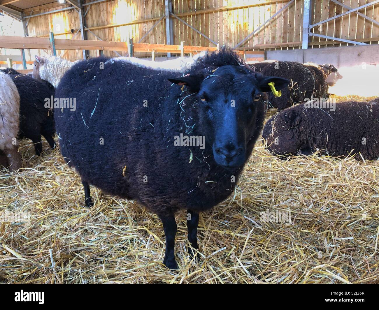 Pecora nera in un fienile con altri ovini Foto Stock