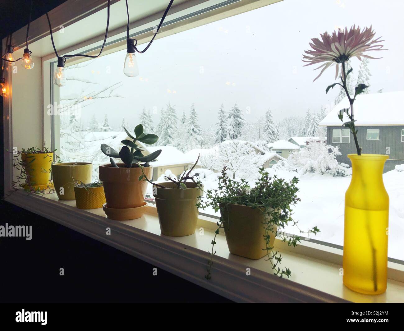 Un davanzale con houseplants affacciato sulla neve all'esterno. Foto Stock