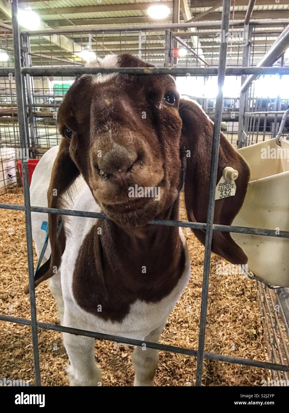 Indio, California una capra amichevole al Riverside County Fair e data nazionale Festival. - Immagine stock catturata con smartphone