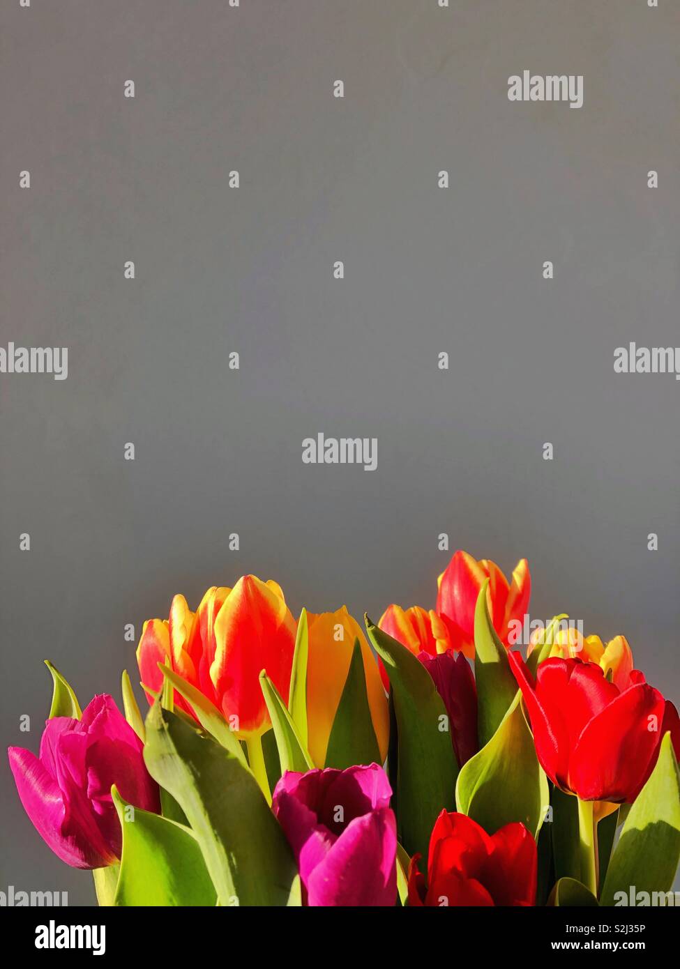 Soleggiato tulipani contro un grigio- parete blu. Foto Stock