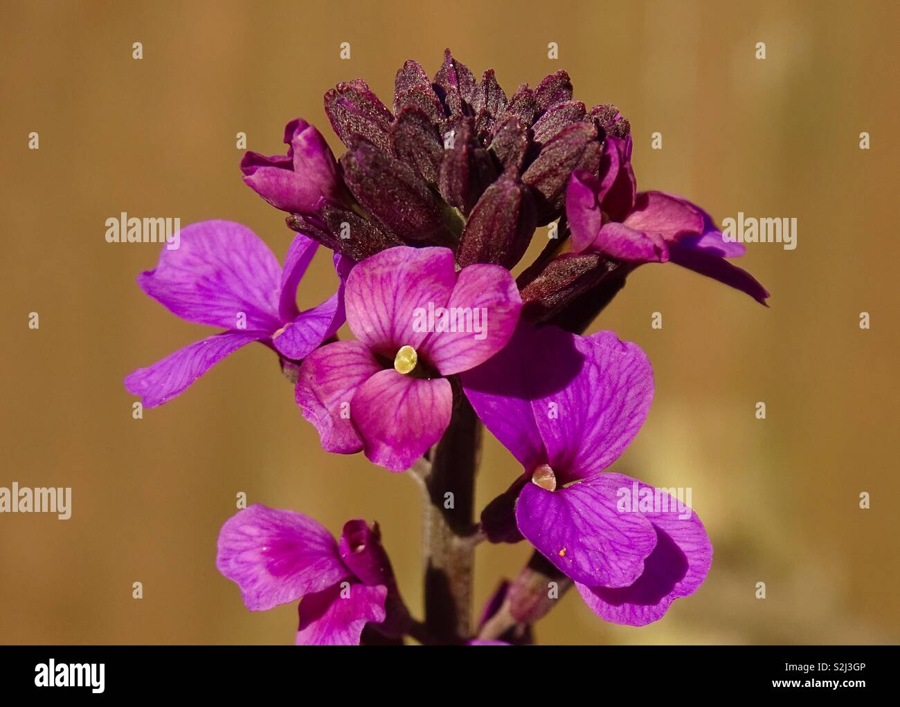 Parete viola fiori in primavera Foto Stock
