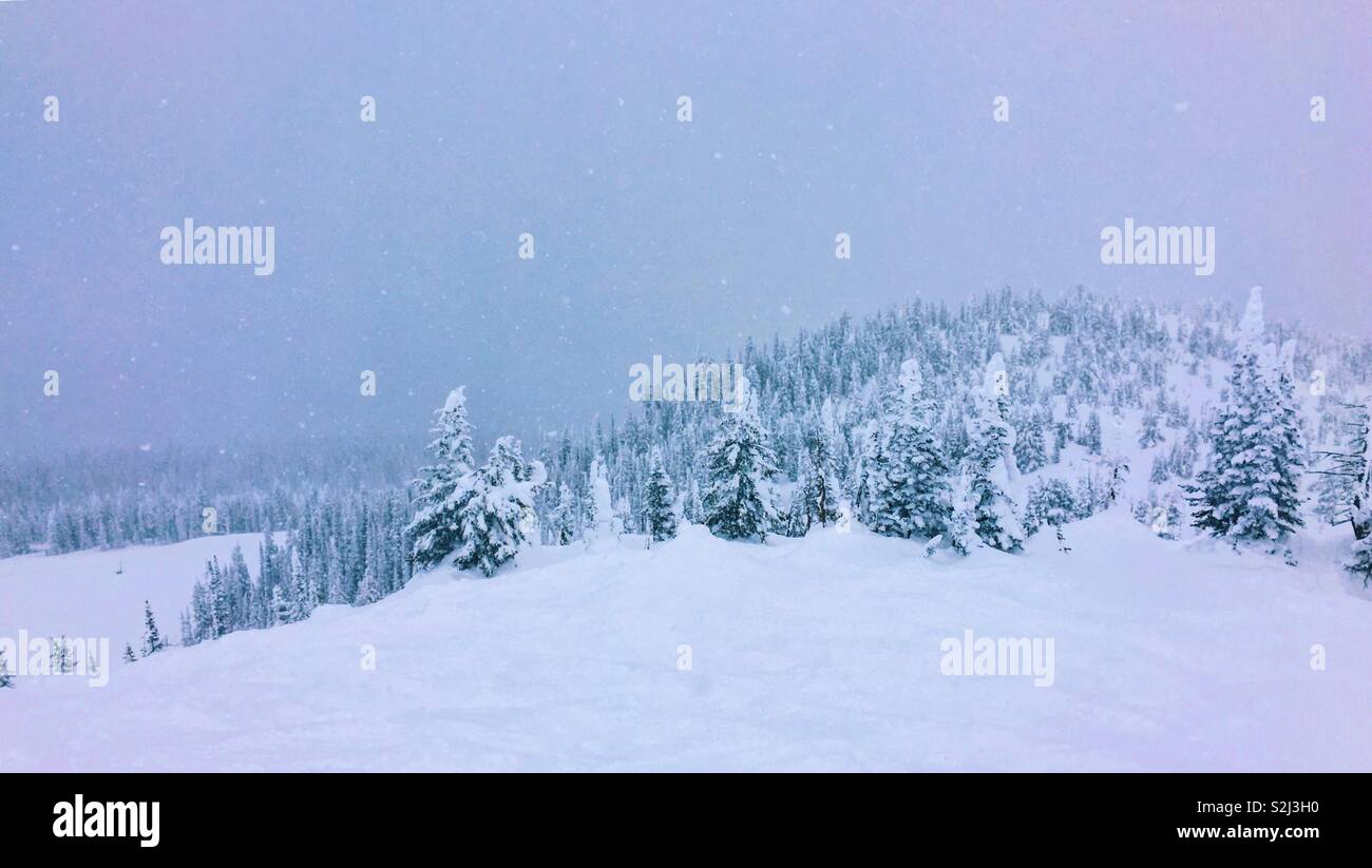 In inverno il paesaggio di montagna di coperte di neve della foresta sempreverde durante una nevicata. Spazio per il testo. Foto Stock