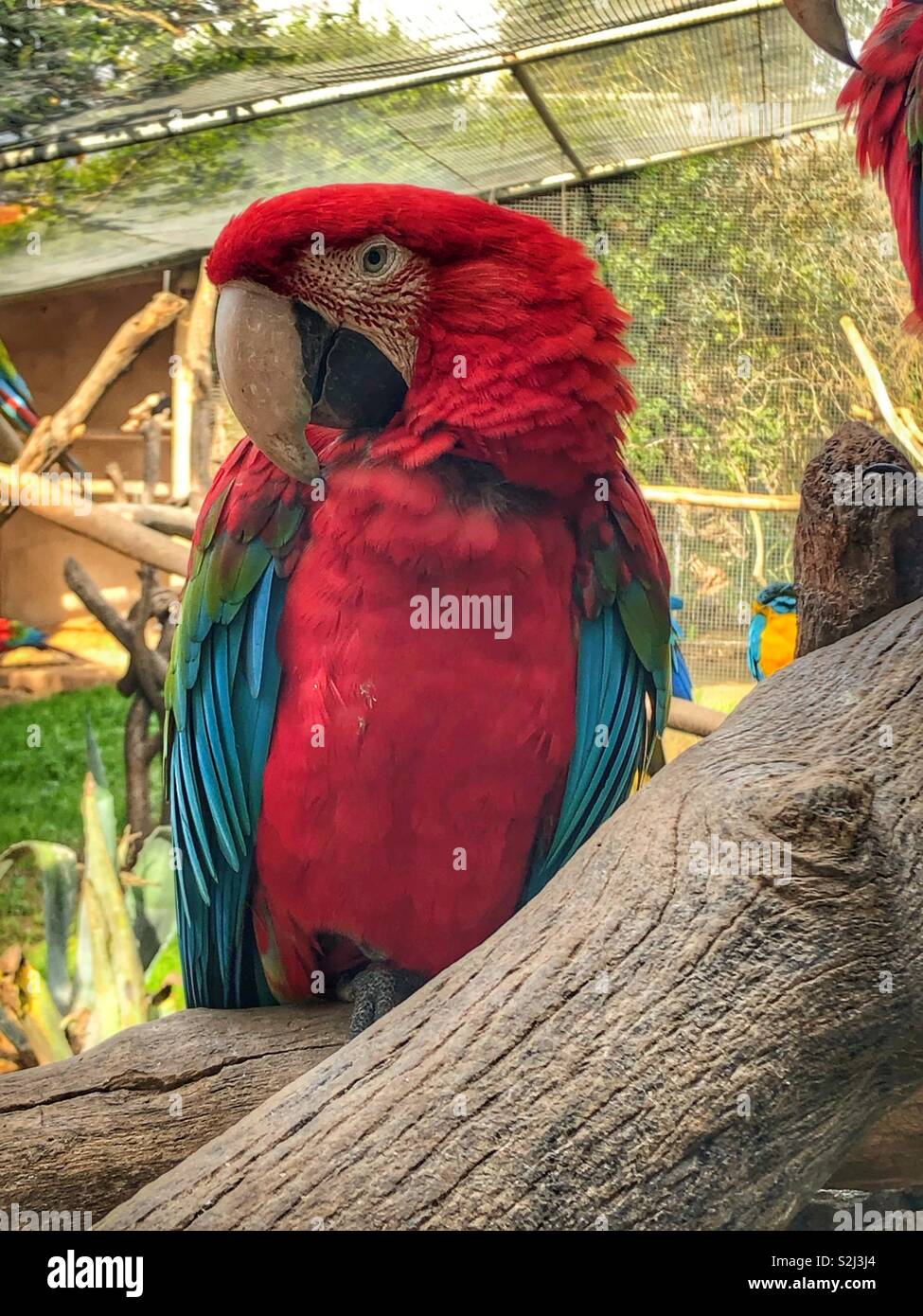 Red winged macaw - Immagine stock catturata con smartphone