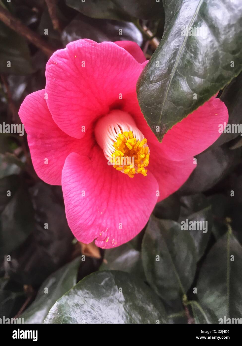 Rosa Camelia Japonica flower Foto Stock