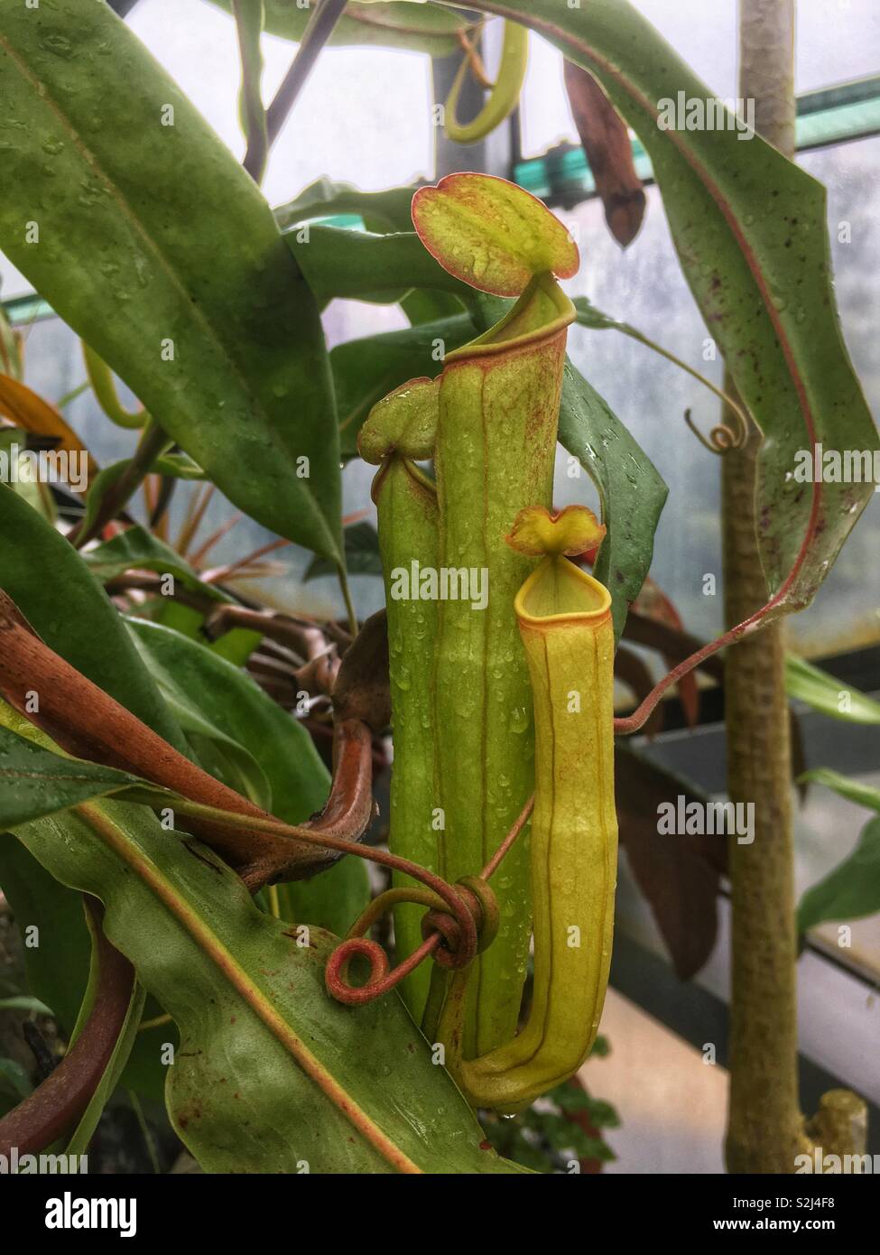 Piante carnivore - Location: Shinjuku Gyoen, Tokyo, Giappone; Febbraio 2019 Foto Stock