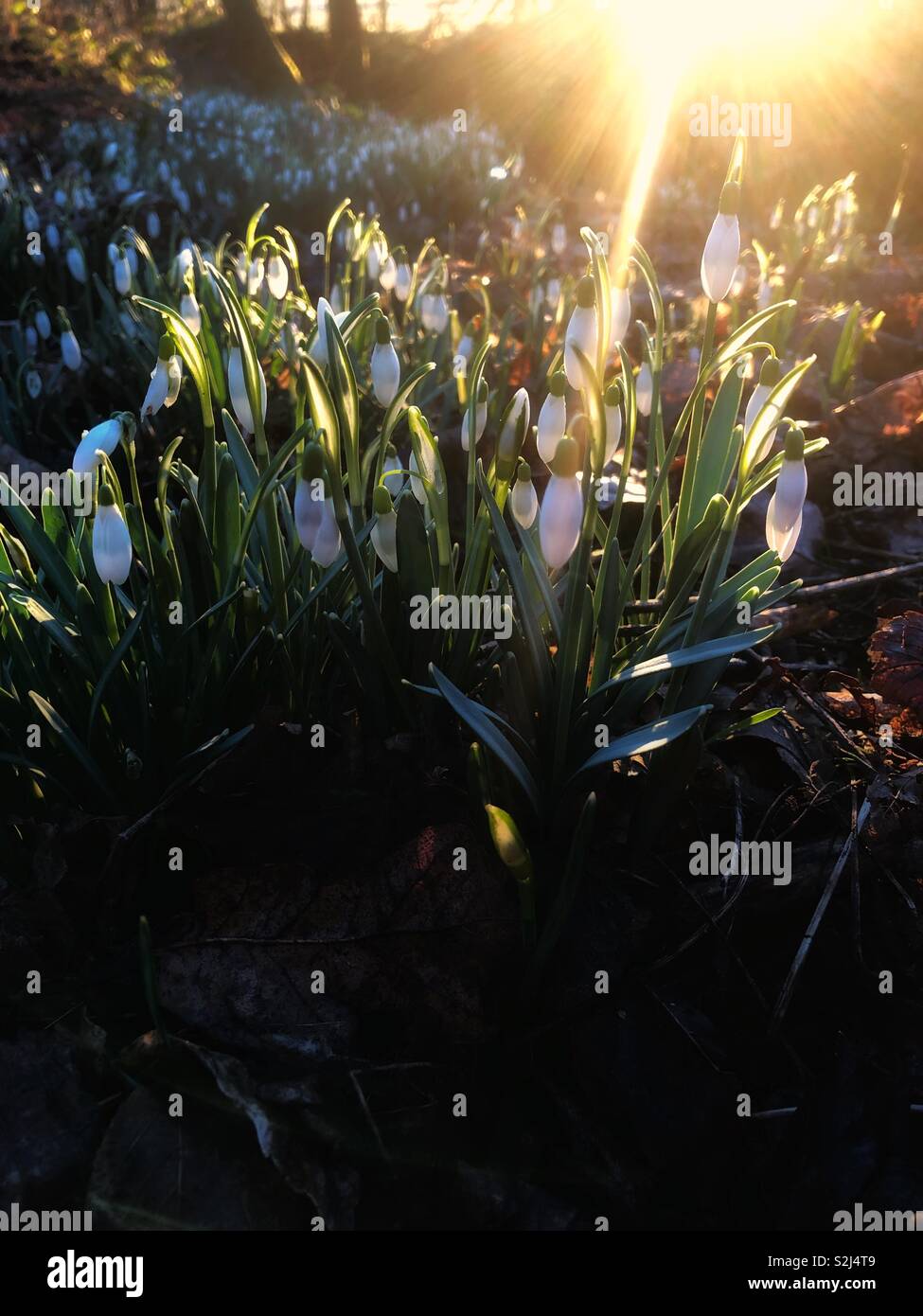 Cadute di neve nella luce del mattino, come i primi raggi del giorno illuminare i fiori. - Immagine stock catturata con smartphone