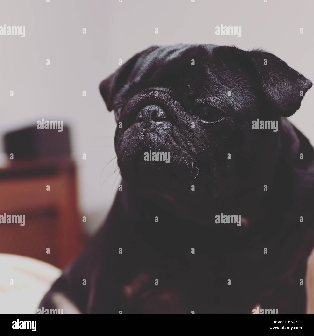 Carino pug nero - Immagine stock catturata con smartphone