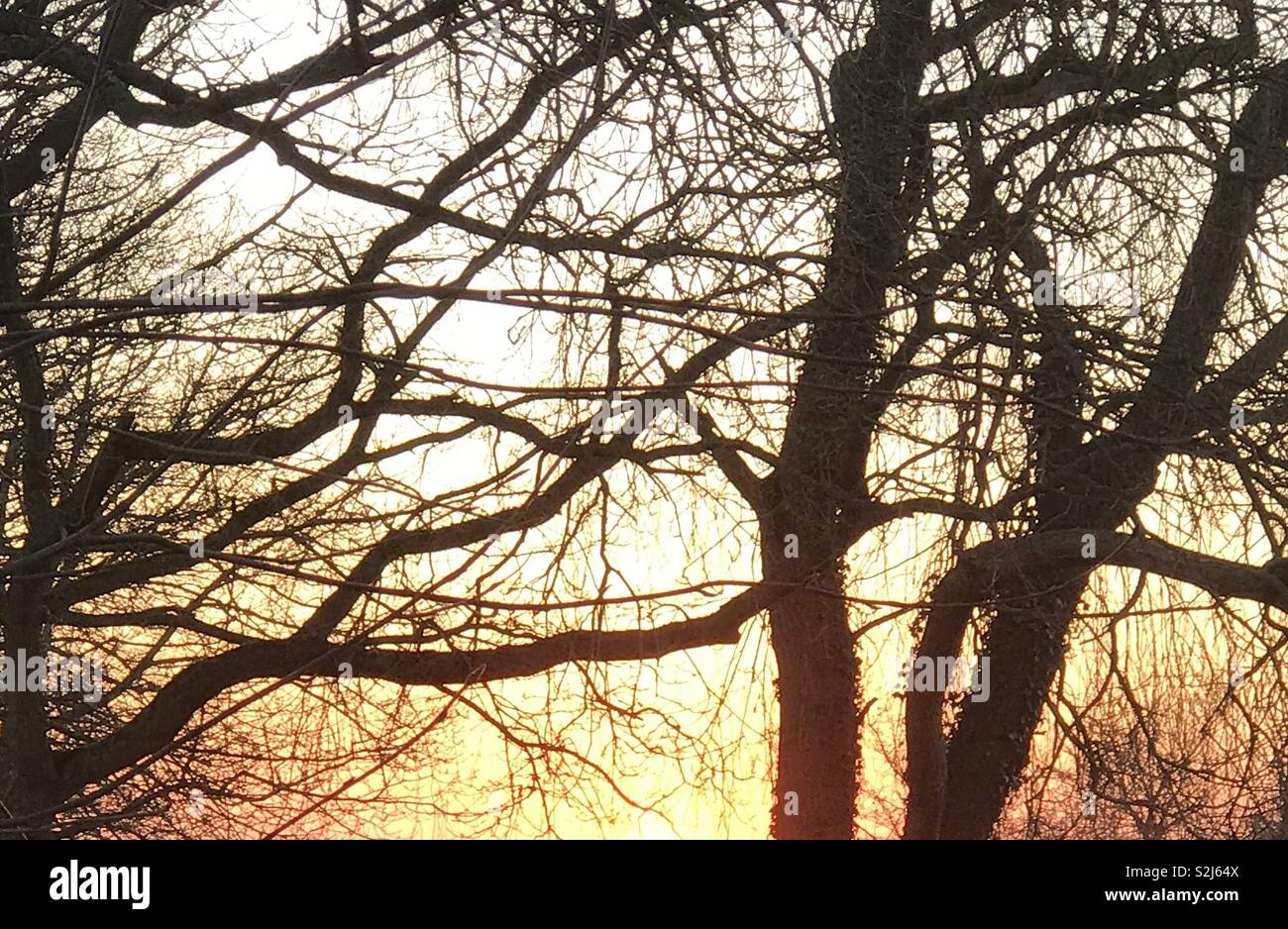 Sunrise attraverso gli alberi d'inverno. Kent, Inghilterra. Febbraio 2019. - Immagine stock catturata con smartphone