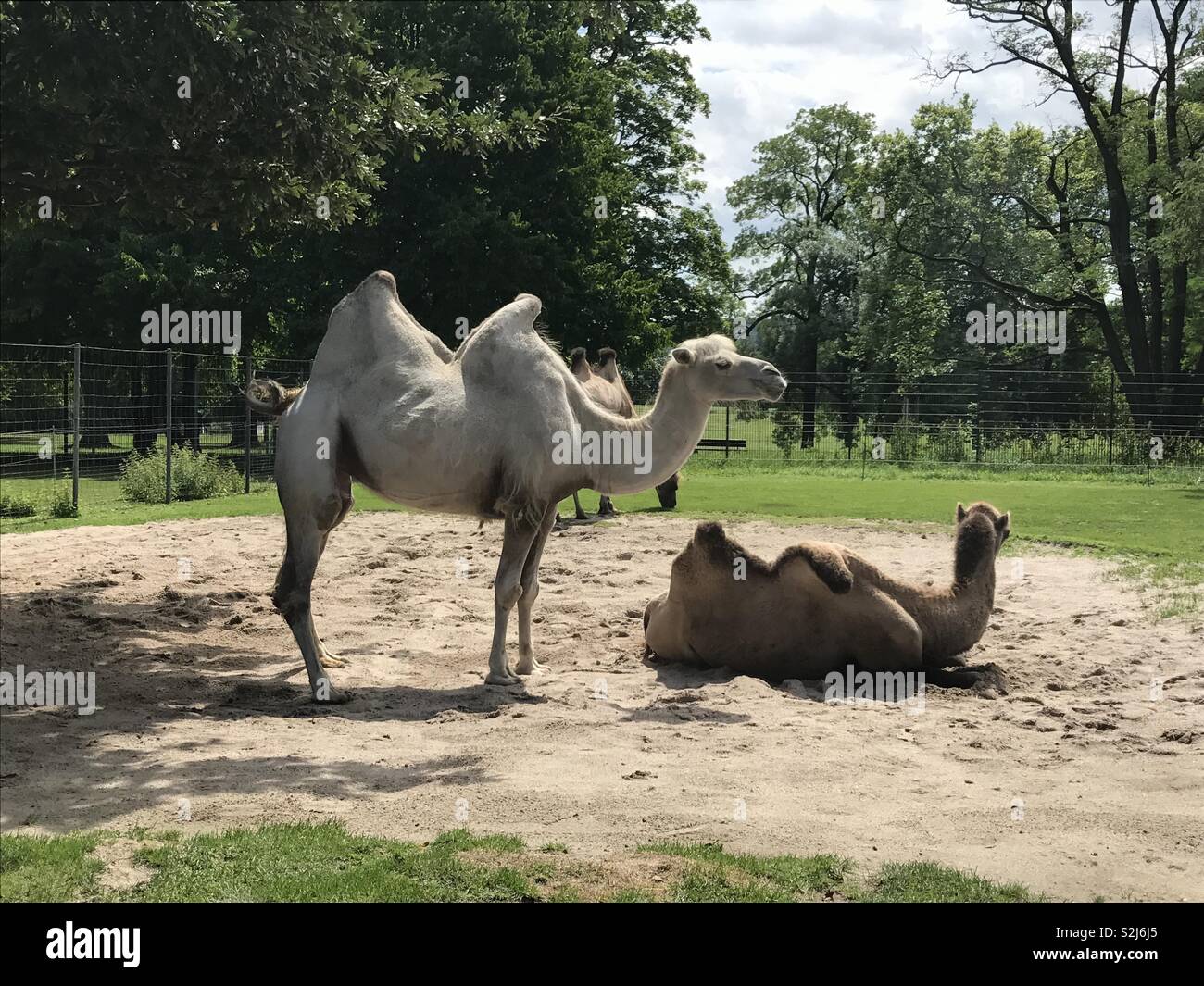 Famiglia di cammello Foto Stock