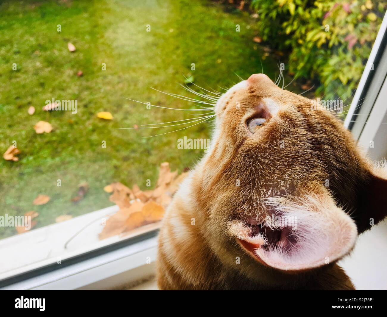 Lo zenzero tabby gattino guardando fuori della finestra Foto Stock