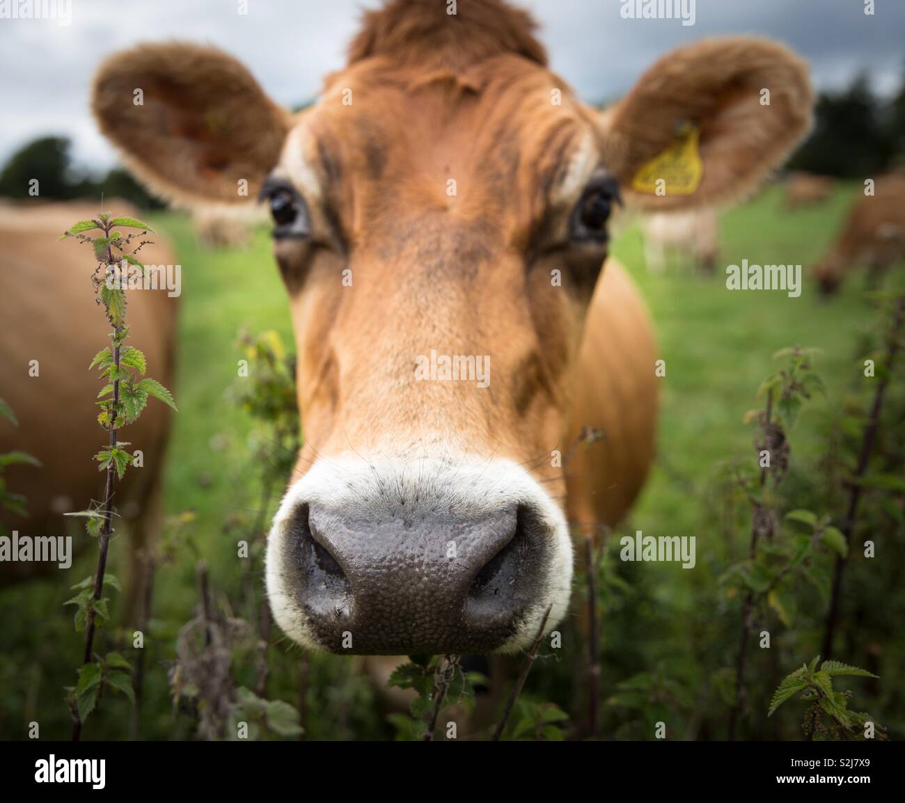 Un close up verticale della testa di un marrone vacca da latte che mostra il suo grande naso, orecchie e occhi per guardare direttamente verso la telecamera - Immagine stock catturata con smartphone