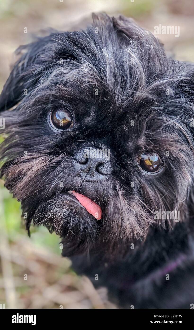 Ritratto di pepe, Pug Shih Tzu incroci. - Immagine stock catturata con smartphone