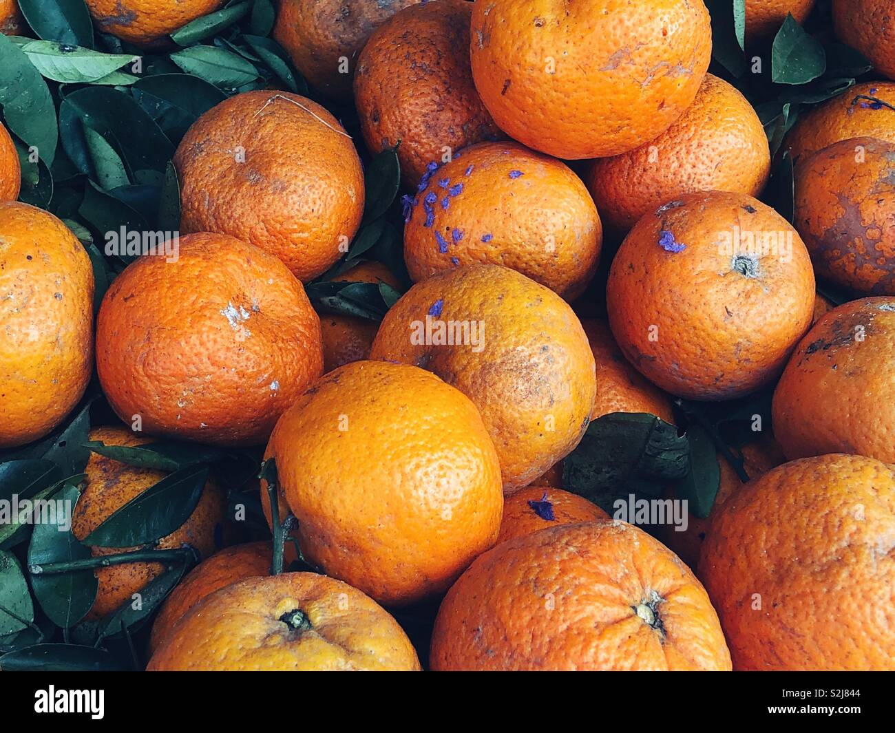 Appena raccolto tangerine arance in Messico Foto Stock