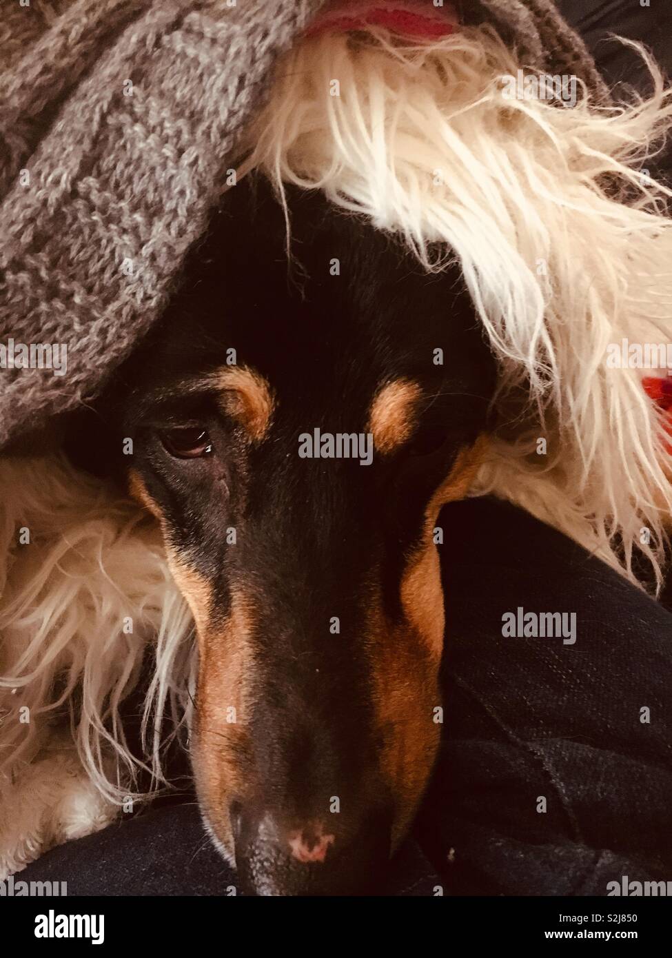 Super cute nero e Tan hound dog coperti da sciarpe con un piccolo livido sul suo naso. Foto Stock