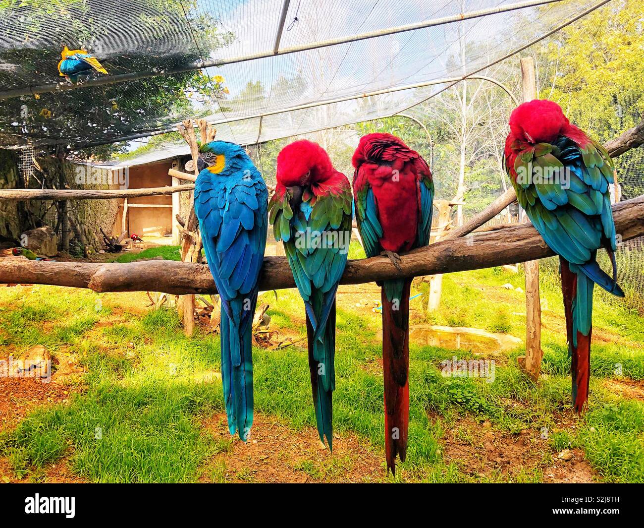 4 pappagalli macaw dormire su un pesce persico Foto Stock