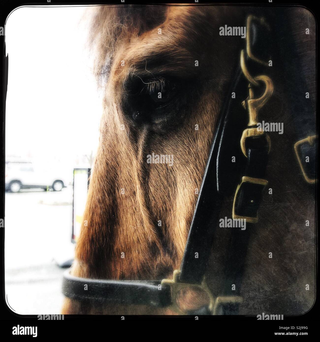 Cavallo di polizia closeup Foto Stock