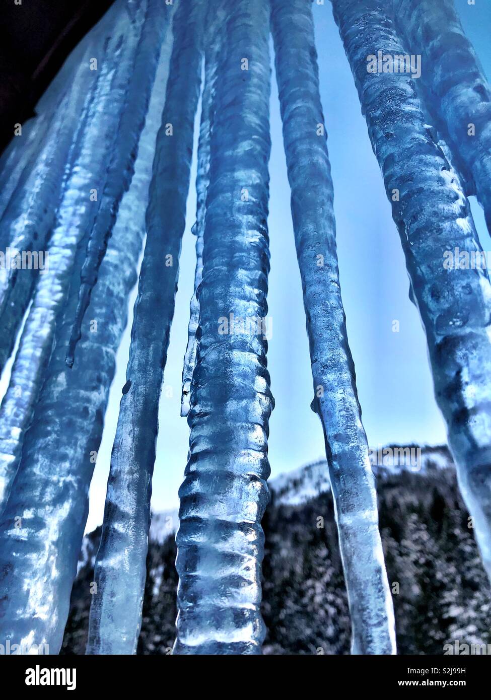 Ghiaccioli, assurdamente lunga, appeso da una cabina di tenda che si affaccia sulle montagne di Sierra Nevada come alien sbarre della prigione Foto Stock