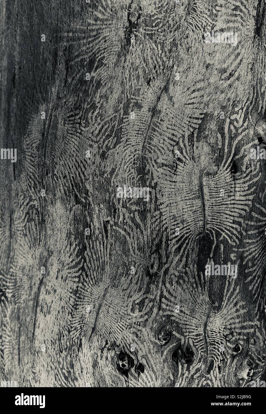 Pattern sul ceppo di albero realizzato da larve. Foto Stock