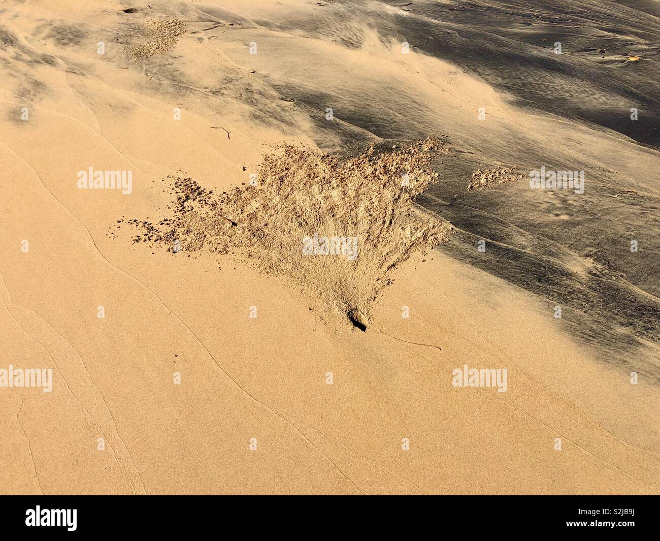 Un granchio di foro e di una struttura modello sagomato causata dalla sabbia depositato da scavare un foro. Foto Stock