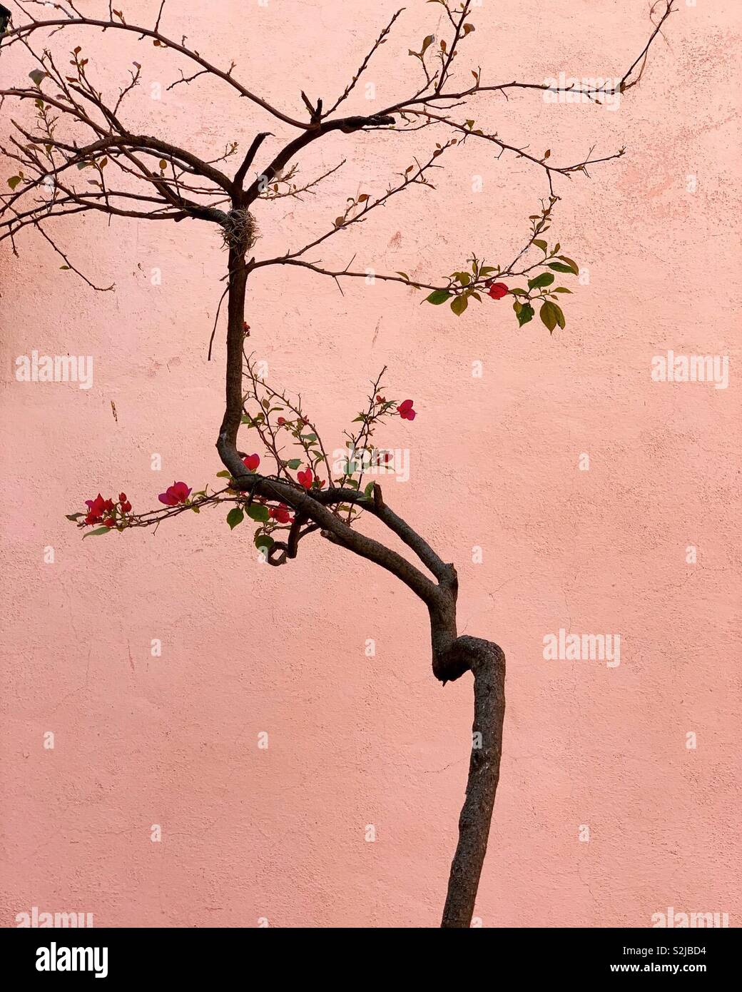 Fragilità - Immagine stock catturata con smartphone