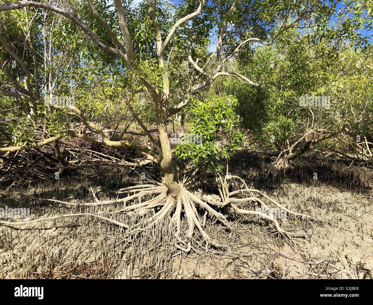 Alberi di mangrovia e le radici con la bassa marea, nel Territorio Settentrionale dell'Australia. Foto Stock