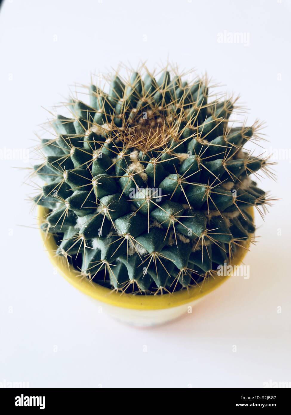 Cactus appuntito Foto Stock