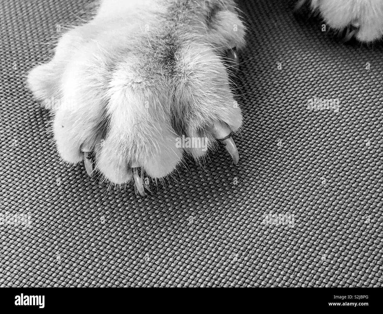 Immagine in bianco e nero del gatto zampa con artigli estesa - Immagine stock catturata con smartphone