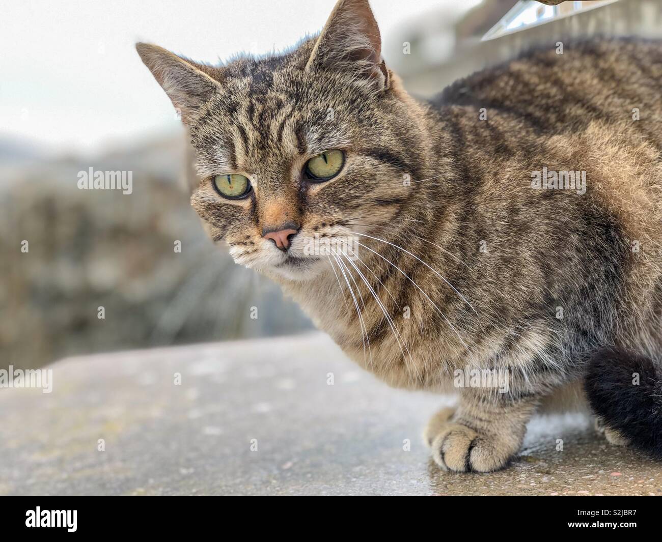 Un tabby cat rilassante sul mare difese a Torcross in Slapton Sands, South Devon. Foto Stock