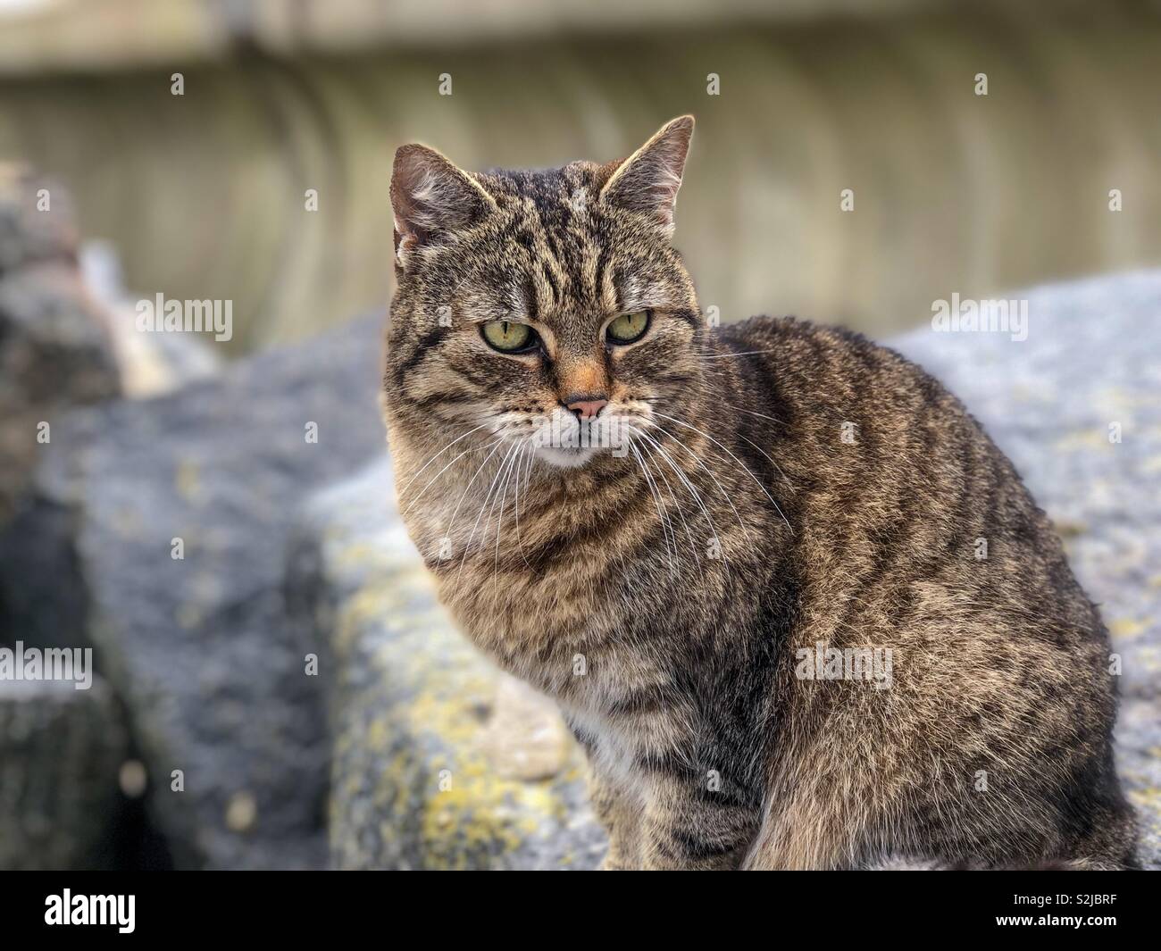 Un tabby cat rilassante sul mare difese a Torcross in Slapton Sands, South Devon. - Immagine stock catturata con smartphone