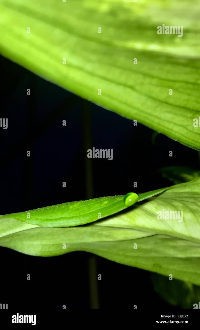 Gocciolina di foglia Foto Stock