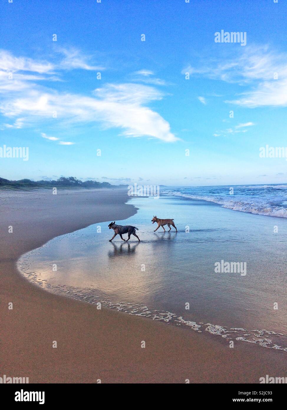 Cani sulla spiaggia Foto Stock