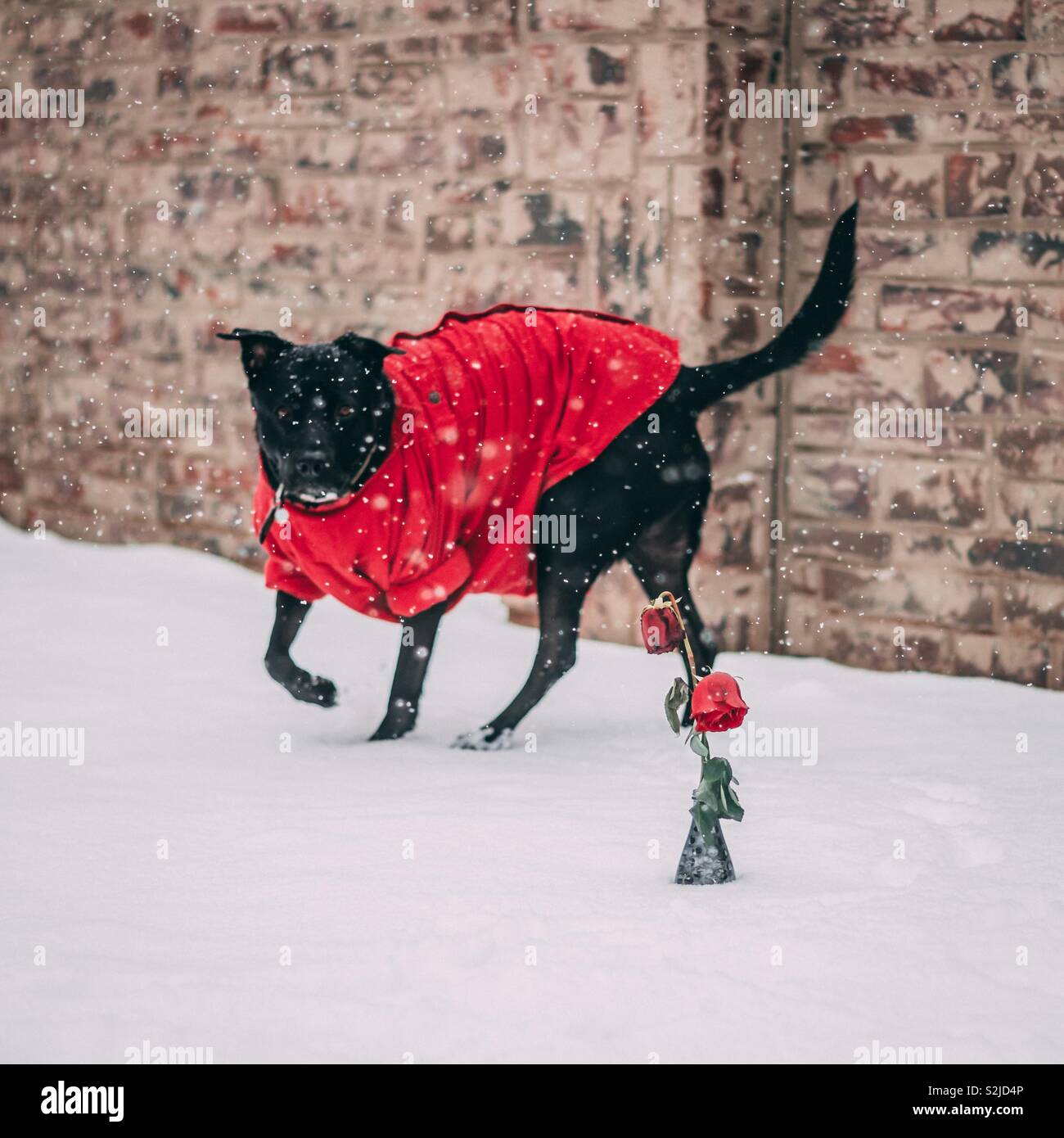 Cane Lupo nella neve Foto Stock