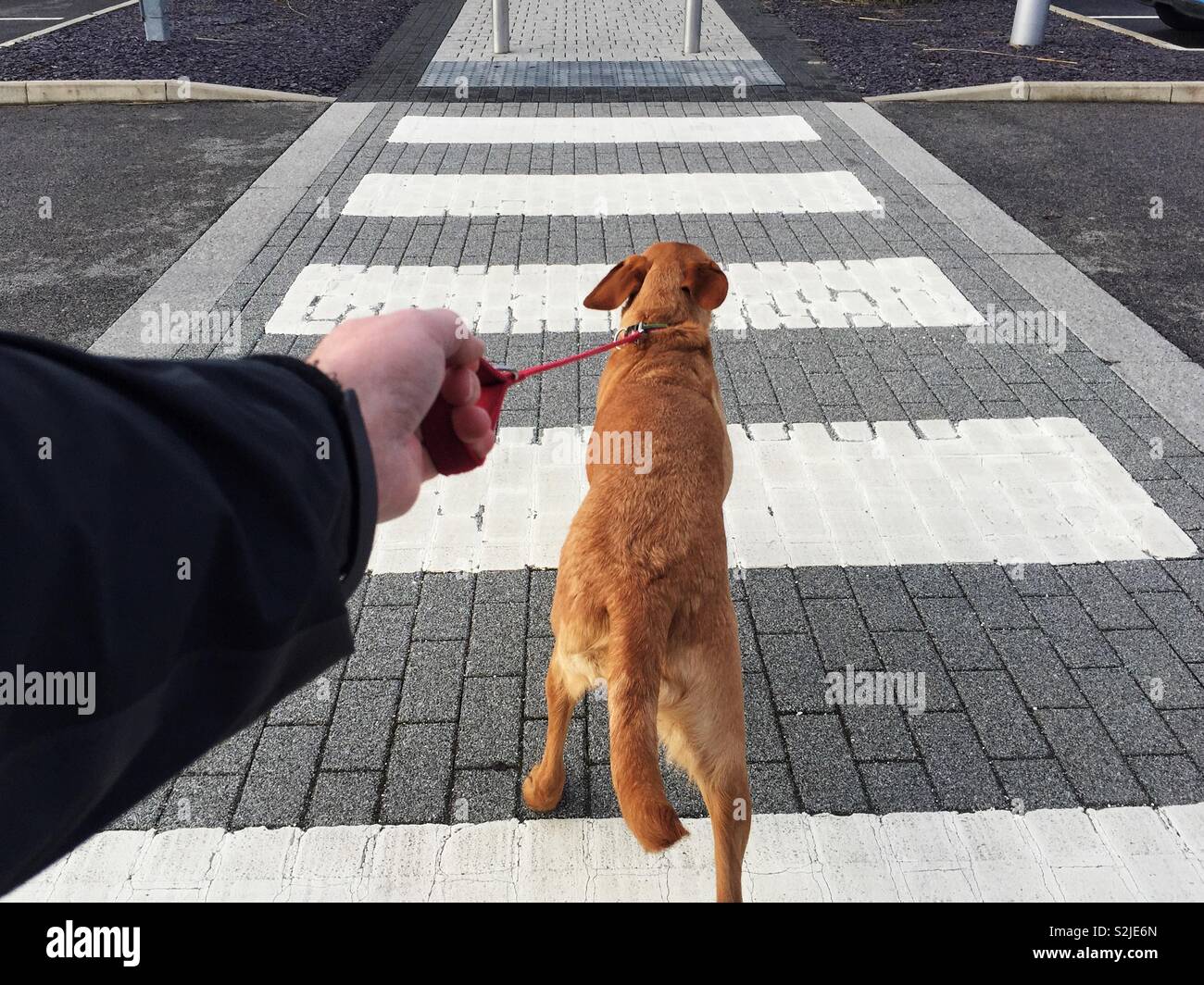 Un punto di vista immagine di un pet labrador retriever cane duro tira al guinzaglio attraverso un pedone o zebra crossing Foto Stock