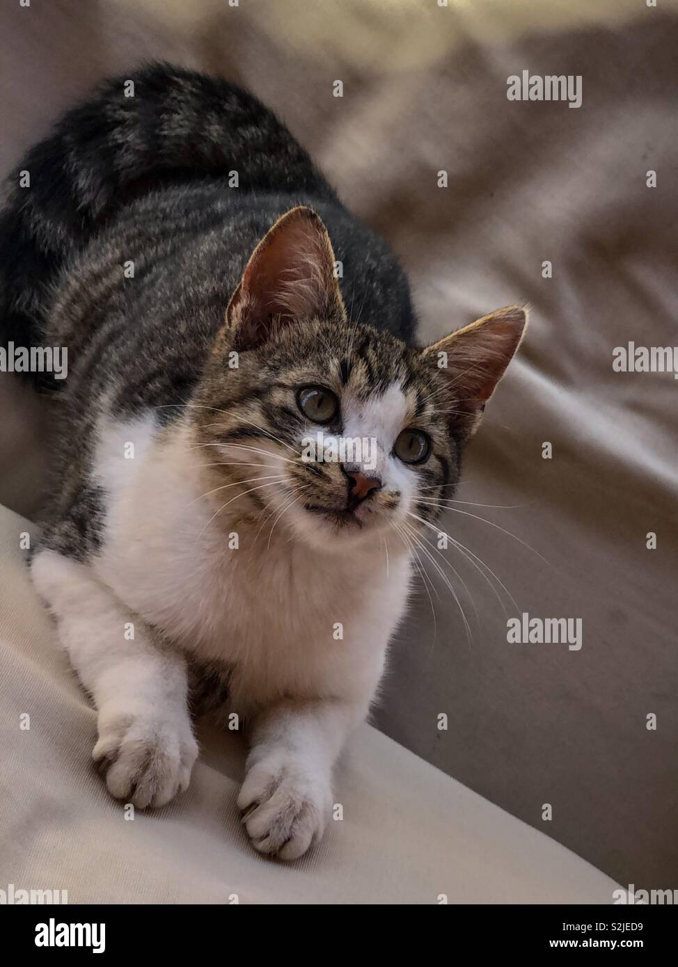 Giocoso tabby gattino pronto a balzare - Immagine stock catturata con smartphone