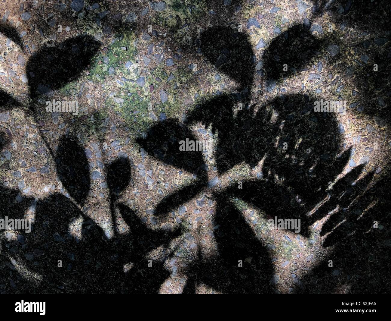 Vegetazione tropicale ombre sul terreno. Foto Stock