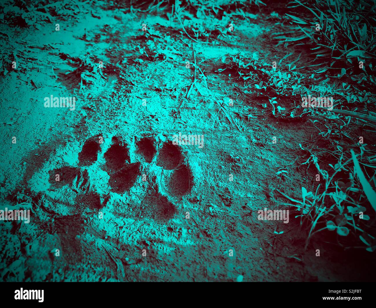 Aqua bicromia foto del cane zampa di stampe effettuate nel fango Foto Stock