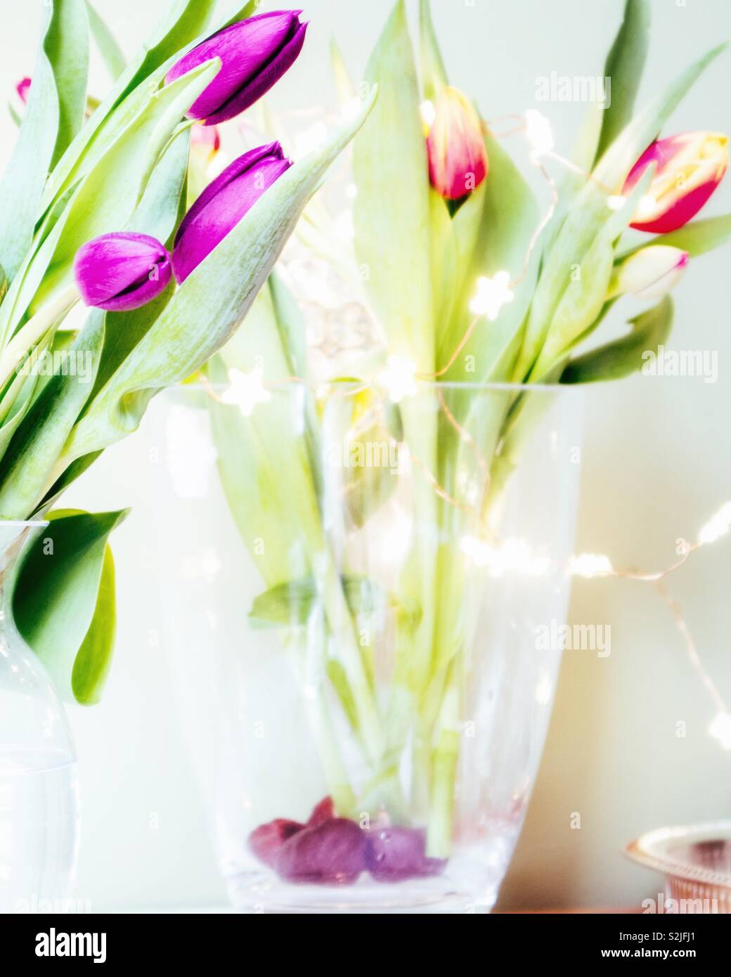 I tulipani in un vaso di vetro con luci twinkly Foto Stock