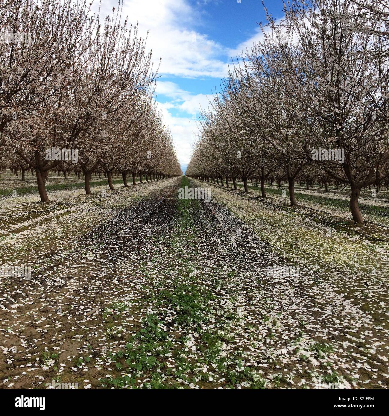 Filari di alberi in fiore visto nei primi giorni di marzo lungo il Raschino di Fresno Blossom Trail, California, Stati Uniti Foto Stock