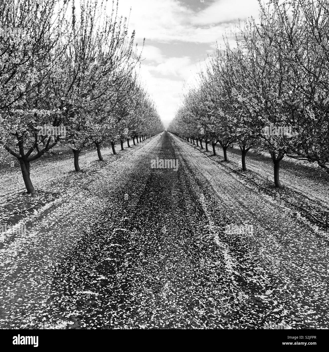 Immagine in bianco e nero di filari di alberi in fiore visto nei primi giorni di marzo lungo il Raschino di Fresno Blossom Trail, California, Stati Uniti Foto Stock
