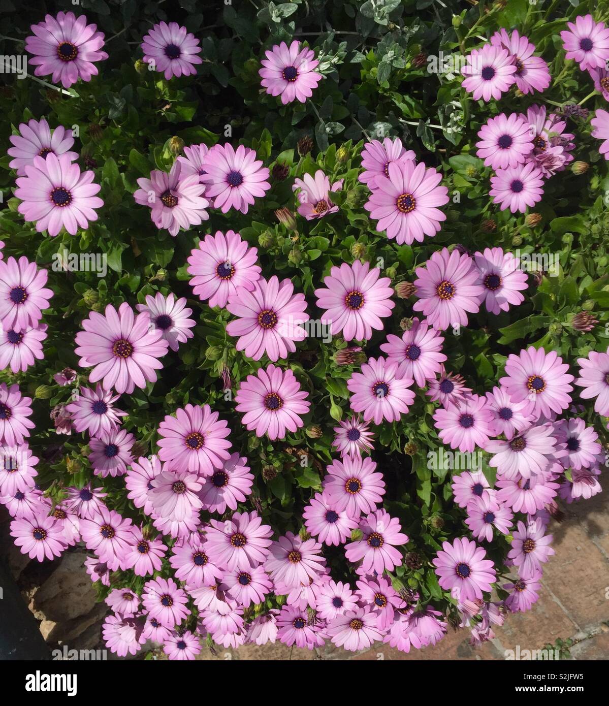 Fiori rosa - Immagine stock catturata con smartphone