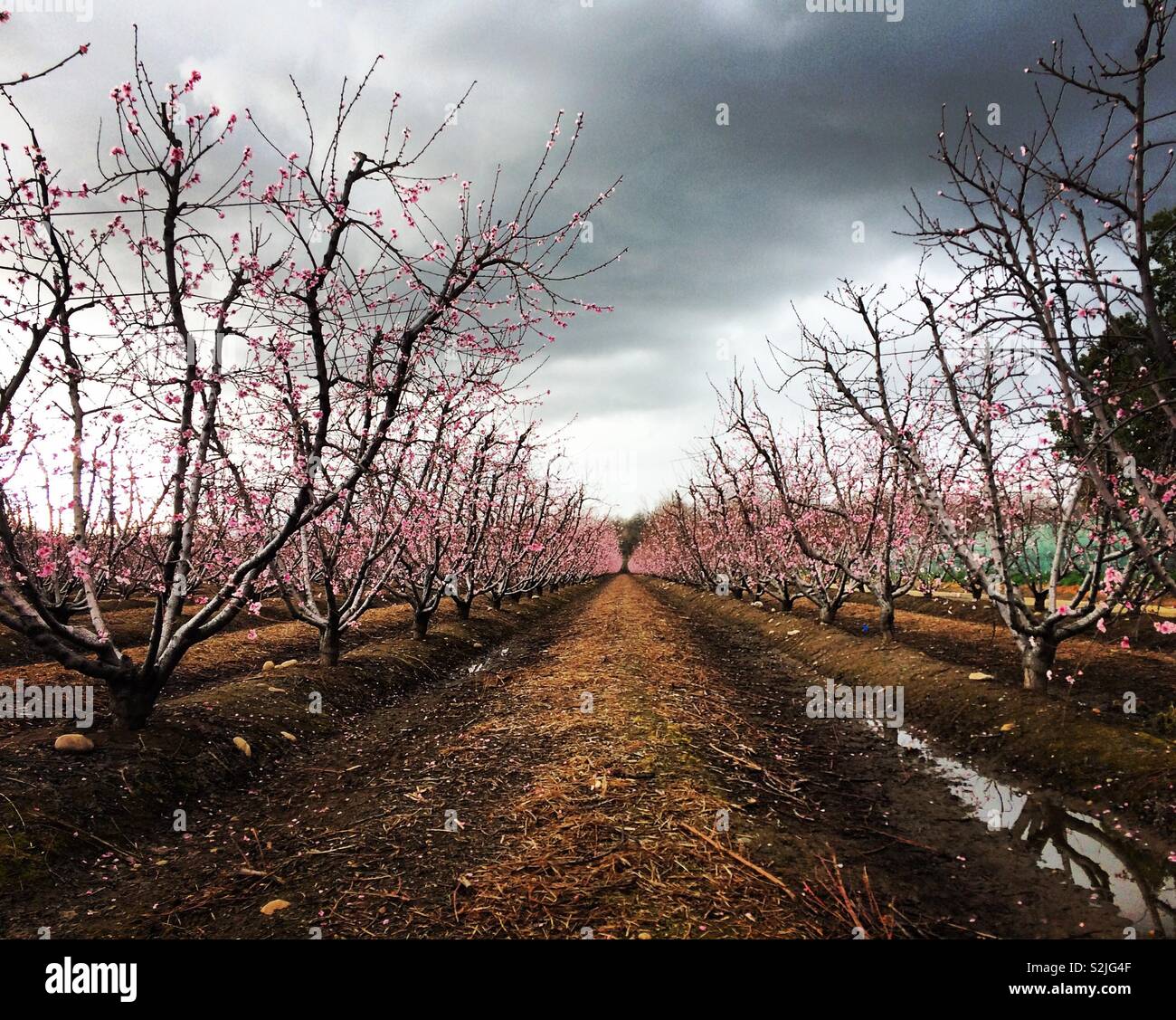 Filari di alberi di fioritura sotto il cielo tempestoso del Fresno Blossom Trail, California, Stati Uniti Foto Stock