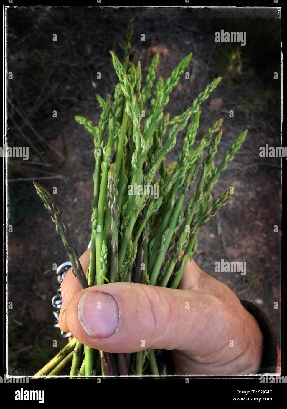 La raccolta di asparagi selvatici, Catalogna, Spagna. Foto Stock