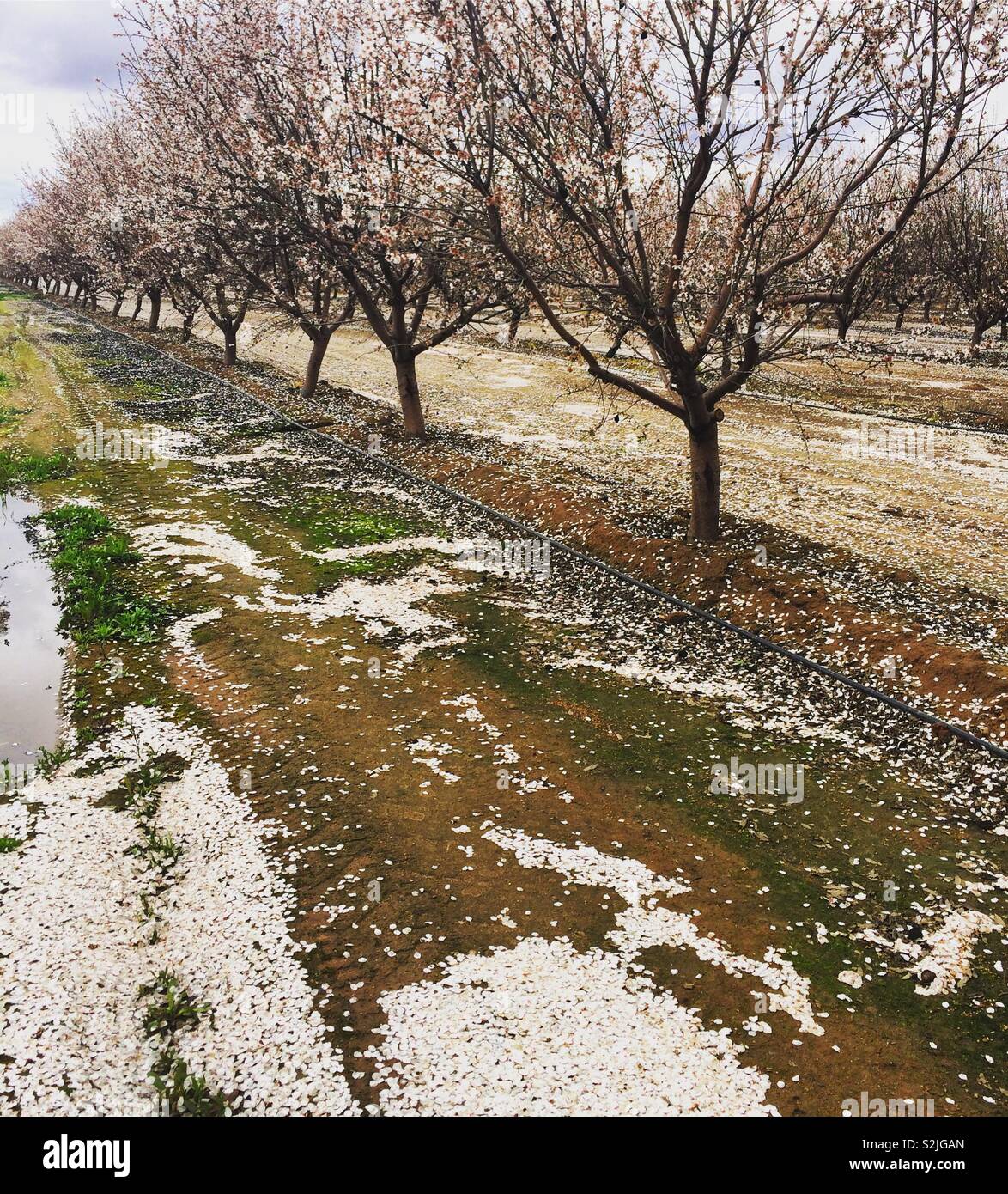 Alberi e petali caduti in una fattoria a Fresno Blossom Trail, Fresno County, California, Stati Uniti Foto Stock