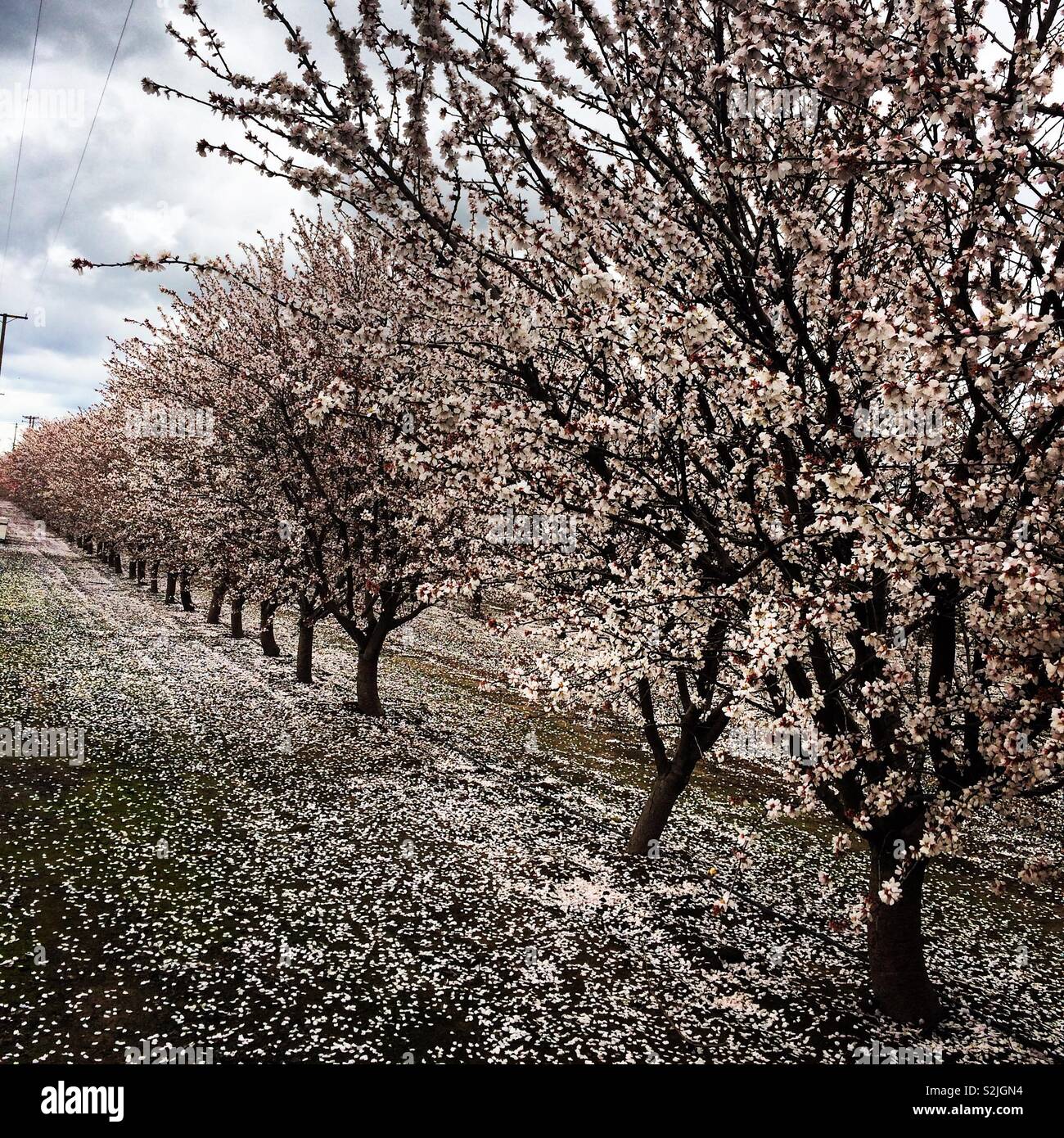 Una fila di alberi in fiore visto lungo il Raschino di Fresno Blossom Trail, Fresno County, California, Stati Uniti Foto Stock