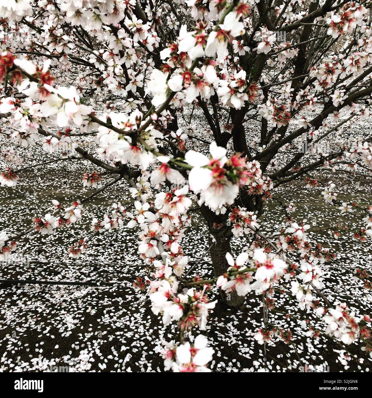 Un albero con un colore rosa pallido blossoms visto su Fresno Blossom Trail, Fresno County, California, Stati Uniti Foto Stock