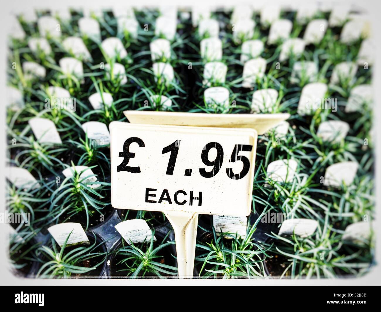 Centro per il giardinaggio - Immagine stock catturata con smartphone